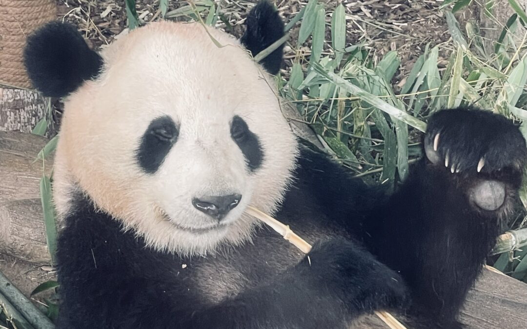 Panda Diplomacy Revisited: State Interests and Public Emotions